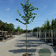 Tilia europaea 'Pallida' 14-16 HO 45L