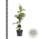 Cryptomeria j. 'Rasen' 50-60 cm 3,0L
