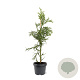 Cryptomeria j. 'Rasen' 50-60 cm 3,0L
