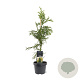 Cryptomeria j. 'Rasen' 50-60 cm 3,0L