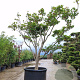 Acer pal. 'Kogane-nishiki' 300-350 cm cont. 70L solitair