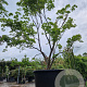 Acer pal. 'Kogane-nishiki' 300-350 cm container solitair