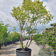 Acer pal. 'Kogane-nishiki' 350-400 cm container