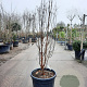 Acer griseum 150-175 cm 50L meerstammig