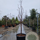 Acer griseum 250-300 cm container meerstammig