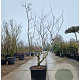 Acer japonicum 'Aconitifolium' 150-175 cm cont. 90L meerstammig