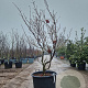 Acer japonicum 'Aconitifolium' 175-200 cm cont. 90L meerstammig