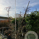 Acer japonicum 'Aconitifolium' 200-225 cm cont. 230L meerstammig