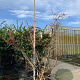 Acer japonicum 'Aconitifolium' 200-225 cm cont. 230L meerstammig