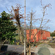 Acer japonicum 'Aconitifolium' 200-225 cm cont. 230L meerstammig