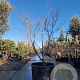 Acer japonicum 'Aconitifolium' 200-250 cm cont. 230L meerstammig