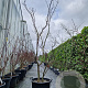 Acer japonicum 'Aconitifolium' 200-250 cm cont. 65L meerstammig