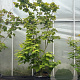 Acer japonicum 'Aconitifolium' 200-250 cm cont. 65L meerstammig