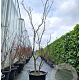 Acer japonicum 'Aconitifolium' 200-250 cm cont. 65L meerstammig