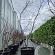 Acer japonicum 'Aconitifolium' 200-250 cm cont. 70L meerstammig