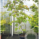 Acer japonicum 'Aconitifolium' 200-250 cm cont. 70L meerstammig