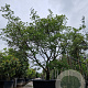 Acer japonicum 'Aconitifolium' 250-300 cm cont. 500L meerstammig