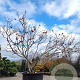 Acer japonicum 'Aconitifolium' 250-300 cm container meerstammig Bladkleur
