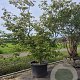 Acer japonicum 'Aconitifolium' 300-350 cm container meerstammig struik