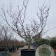 Acer japonicum 'Aconitifolium' 300-350 cm container meerstammig struik