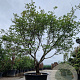 Acer japonicum 'Aconitifolium' 300-350 cm container solitair