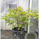 Acer japonicum 'Vitifolium' 100-125 cm container multiplateau