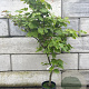 Acer japonicum 'Vitifolium' 125-150 cm container 