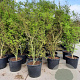 Acer palmatum 250-300 cm container Multistam