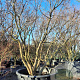 Acer palmatum 250-300 cm container meerstammig Bladkleur