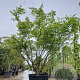 Acer palmatum 250-300 cm container meerstammig solitair