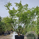 Acer palmatum 250-300 cm container meerstammig solitair