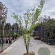 Acer palmatum 250-300 cm container meerstammig