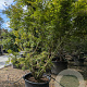 Acer palmatum 300-350 cm container meerstammig struik