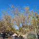 Acer palmatum 300-350 cm container solitair