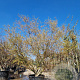 Acer palmatum 300-350 cm container solitair