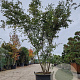 Acer palmatum 300-350 cm container meerstammig