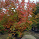 Acer palmatum 400-450 cm container solitair