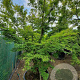 Acer palmatum 400-450 cm container solitair