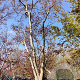 Acer palmatum 400-450 cm container solitair