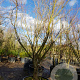 Acer palmatum 400-450 cm container solitair