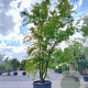 Acer palmatum 450-500 cm container solitair