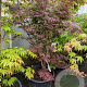 Acer pal. 'Atropurpureum' 125-150 cm container extra