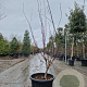 Acer pal. 'Atropurpureum' 125-150 cm container extra
