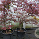 Acer pal. 'Atropurpureum' 125-150 cm container extra