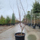 Acer pal. 'Atropurpureum' 125-150 cm container extra