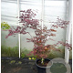 Acer pal. 'Atropurpureum' 125-150 cm container extra