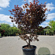 Acer pal. 'Bloodgood' 125-150 cm 45L