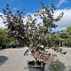 Acer pal. 'Bloodgood' 150-175 cm 50L