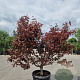 Acer pal. 'Bloodgood' 150-175 cm cont. 70L