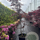 Acer pal. 'Bloodgood' 150-175 cm container 